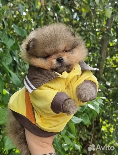 Померанский шпиц мини