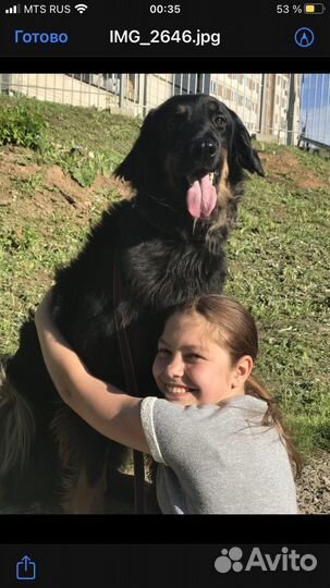 Передержка собак