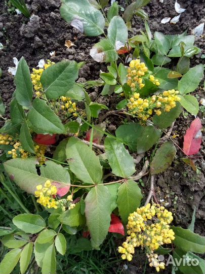 Форзиция, магония, вейгелла, спирея, лапчатка