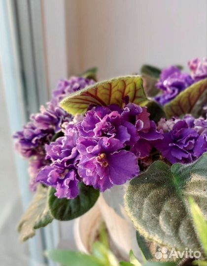 Фиалка сорта 