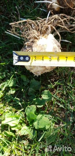 Рябчик императорский