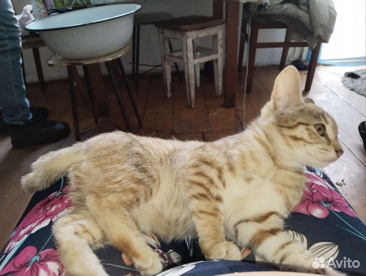 Кошка