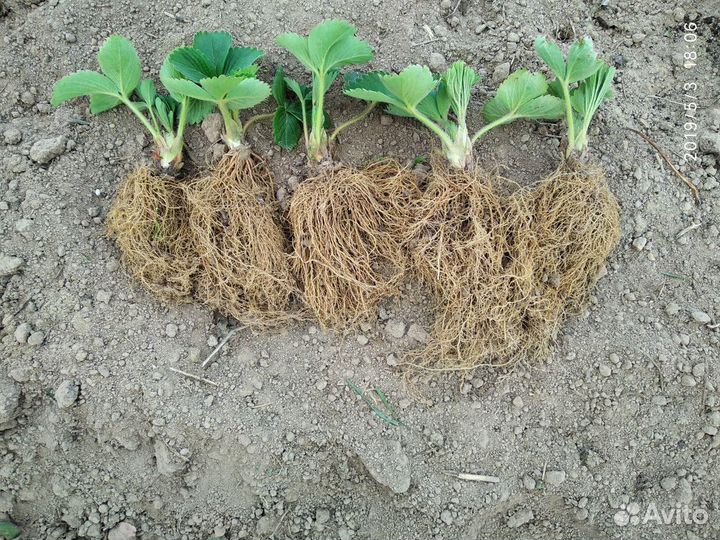 Клубника сорт камрад победитель (Конрад)