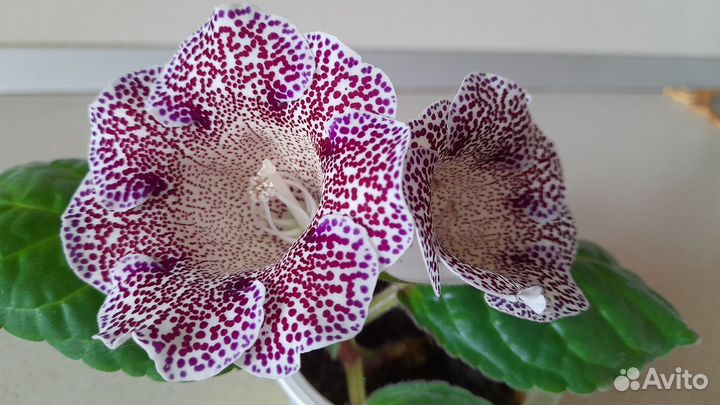 Глоксинии. Лист на срез