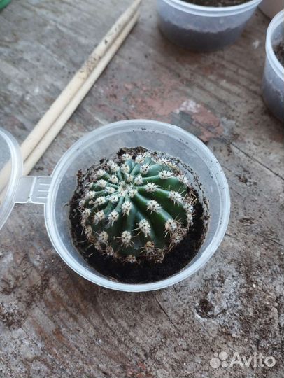 Кактусы и суккуленты