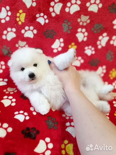 Японский шпиц щенки