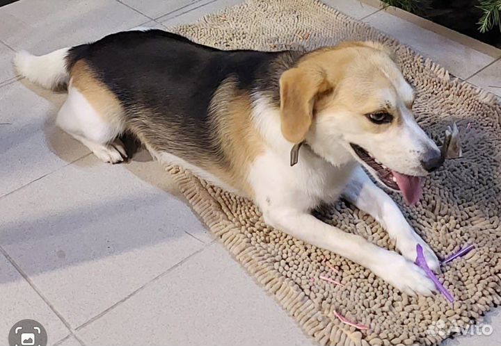 Собачка в добрые руки бесплатно