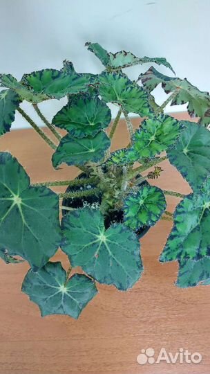 Бегония Бовера