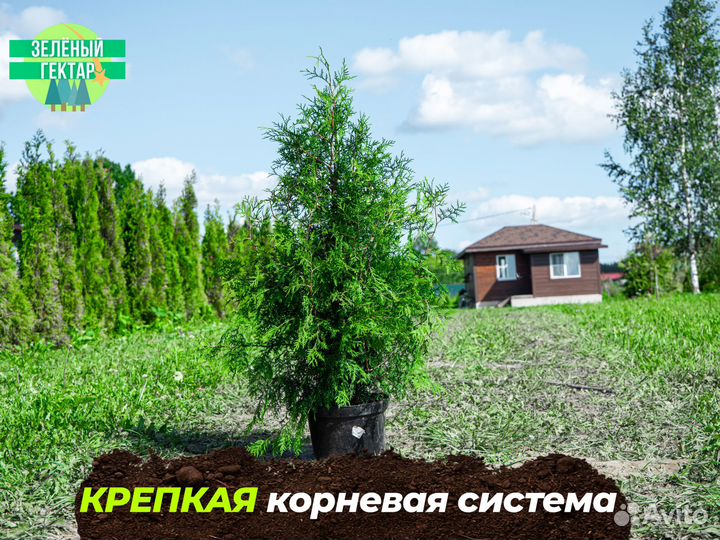 Туя брабант 1,4 м свежая копка 2023