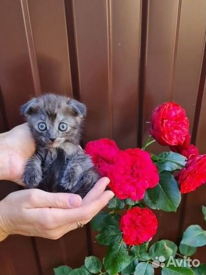 Котята в добрые руки бесплатно