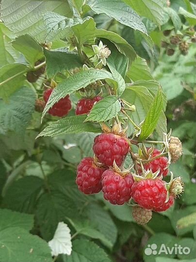 Ремонтантная малина саженцы
