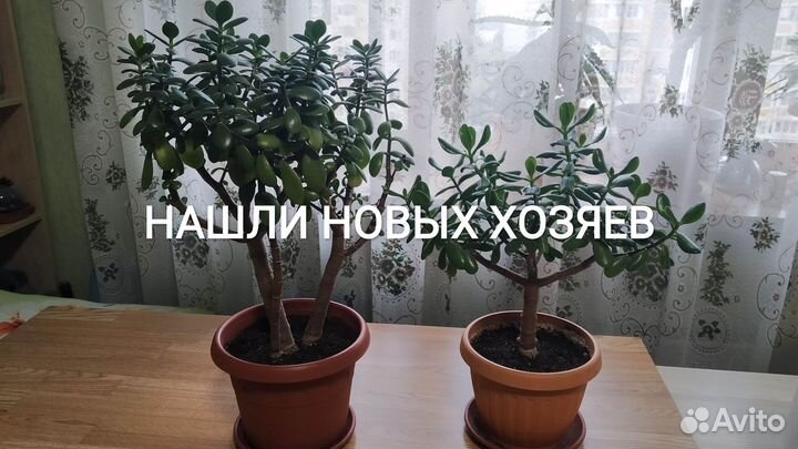 Толстянка/денежное дерево