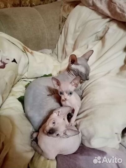 Канадский сфинкс