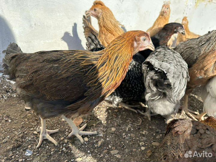 Куры молодки
