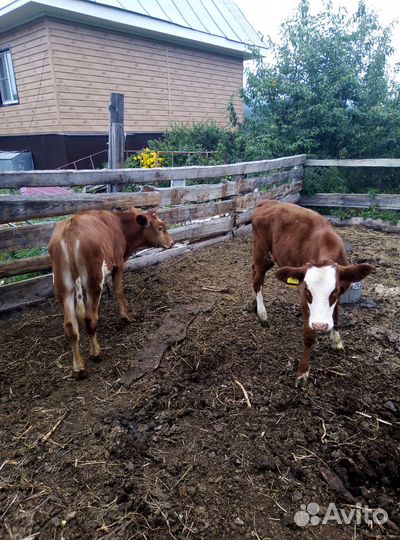 Телята и короаы