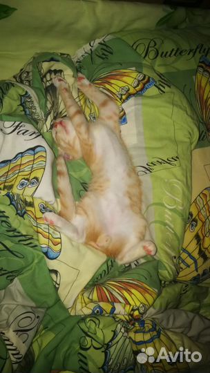 Классный котенок Сема