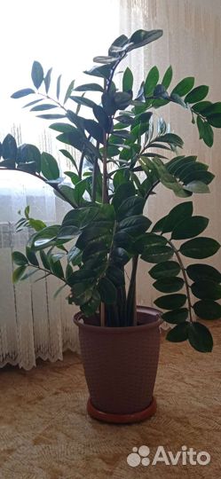 Замиокулькас