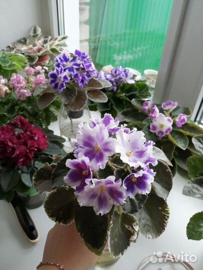 Фиалки сортовые