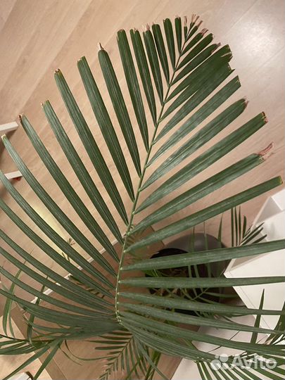 Пальма Арека