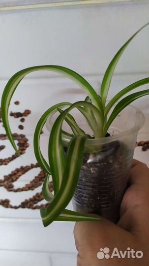 Хлорофитумы