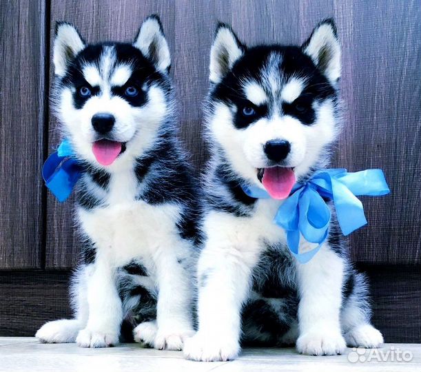 Шикарные Яркие щеночки Хаски (большой выбор)