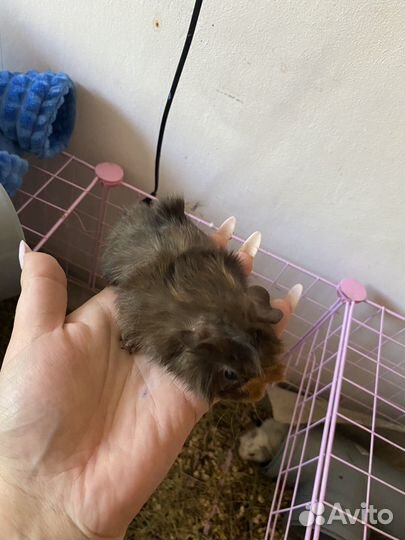 Морская свинка