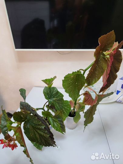 Бегония, фикус, клеродендрум Томпсона, орхидея