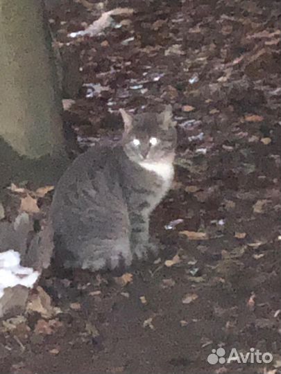 Котик бесплатно