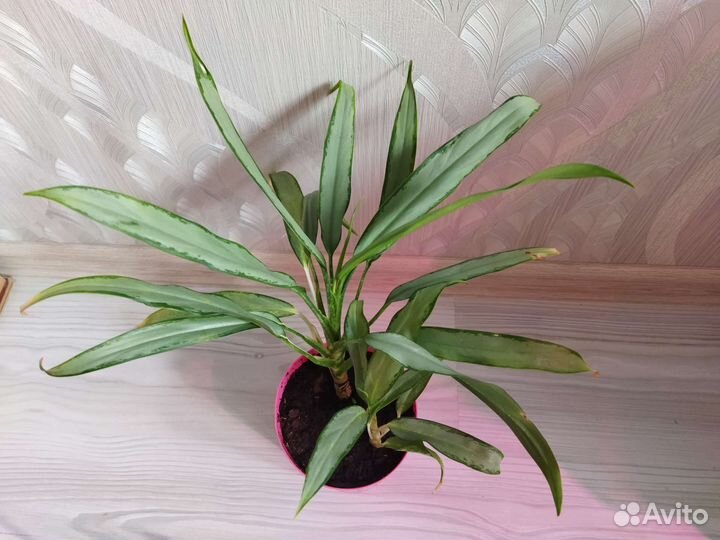 Аглаонема White lance