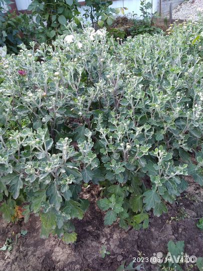 Хризантема саженцы