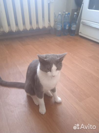 Котенок в добрые руки