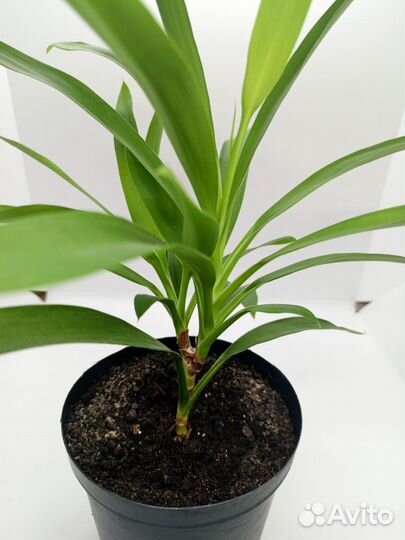 Фикус юкка женское счастье