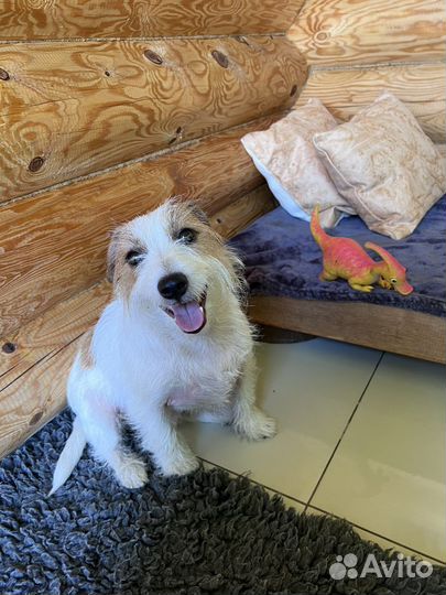 Передержка животных. Зоогостиница