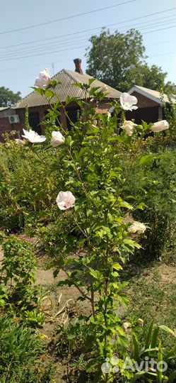 Цветок гибискус