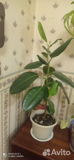 Замиокулькас, фикусы, колеус