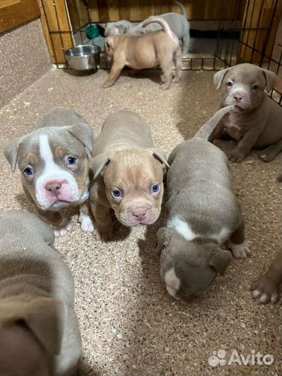 Собаки щенки американского булли