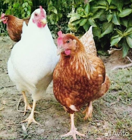 Куры молодки