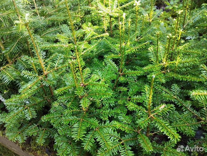 Питомник редких растений