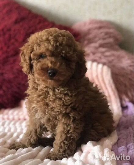 Мальтипу ф1 девочка, щенки мальтипу