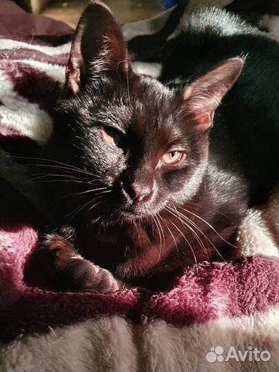 Шоколадный котенок, девочка, как пантера)