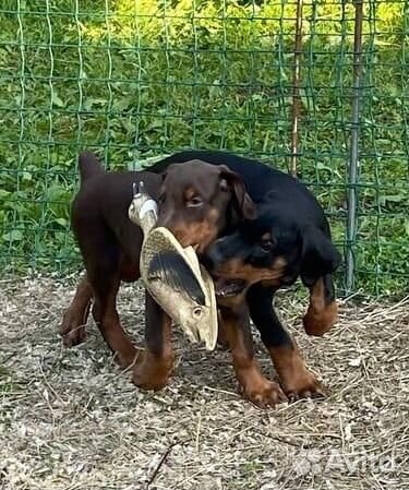 Щенки добермана с документами