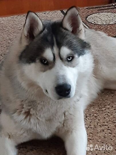 Сибирский хаски