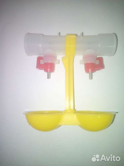 Перепела Техасские