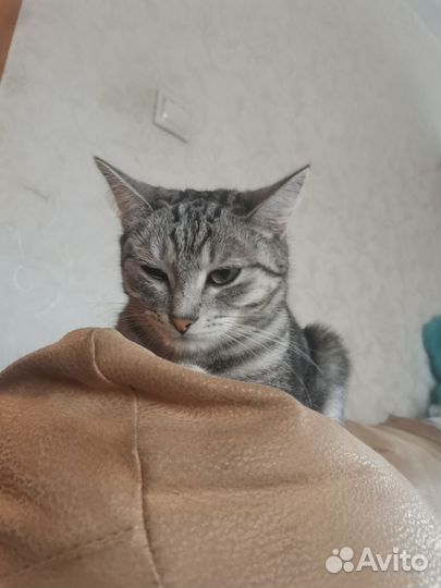 Кошка для вязки