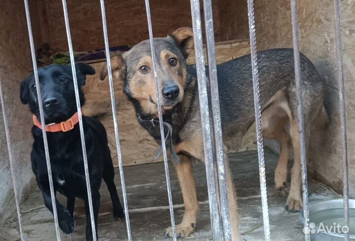 Вук в поиске дома