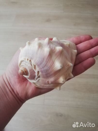 Ракушка морская большая