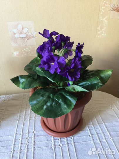 Цветы фиалка декоративная в горшке