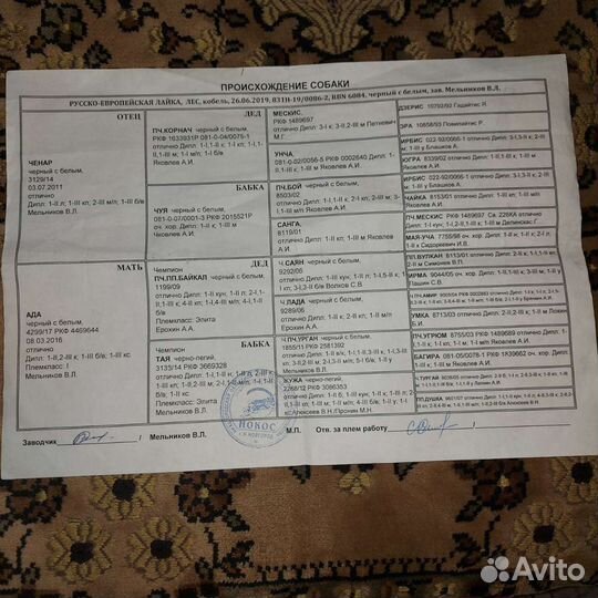 Русско европейская лайка