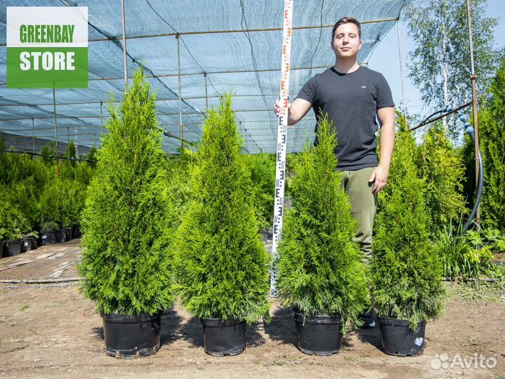 Туи 120 см свежая копка 2023