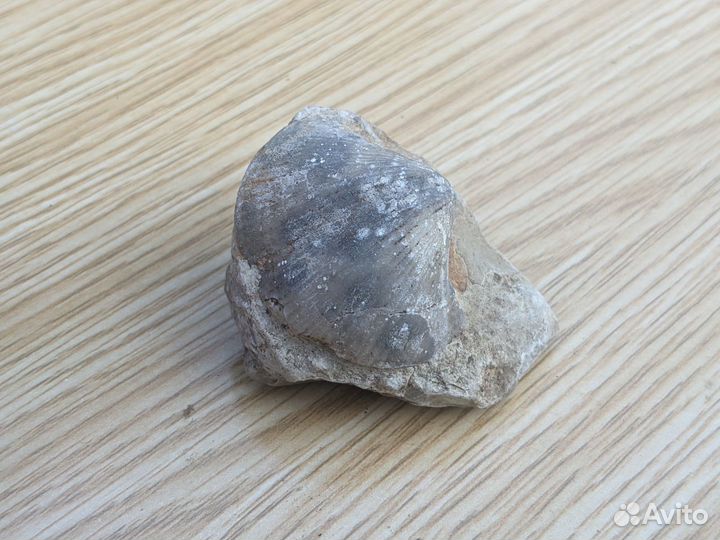 Древняя окаменелость Брахиопода на породе